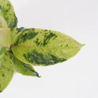 Ficus elastica Shivereana panasovany fikus