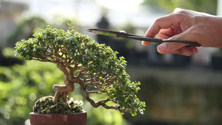 interierove bonsaje bonsai starostlivost ako pestovat tvarovanie strihanie