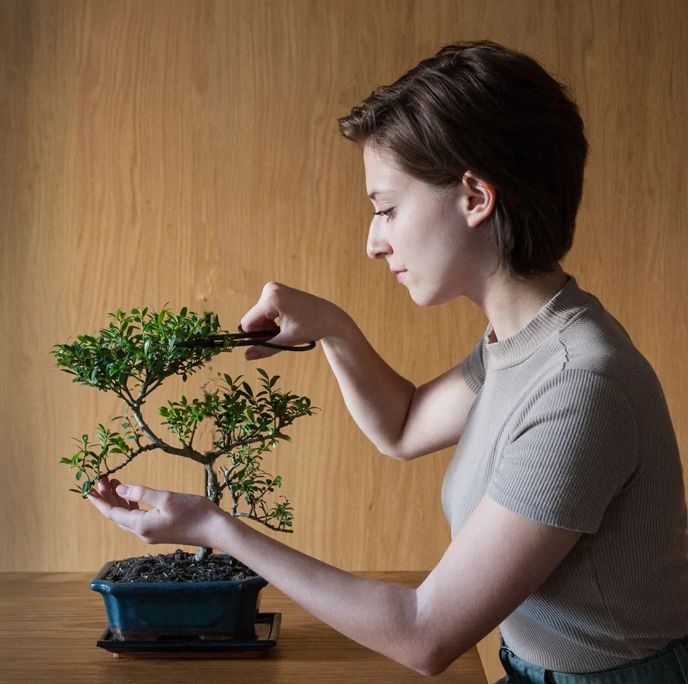 interierove bonsaje bonsai starostlivost ako pestovat tvarovanie strihanie