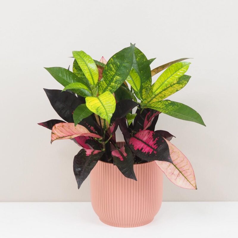 Krotónovec / Codiaeum variegatum ‘Mrs. Iceton’