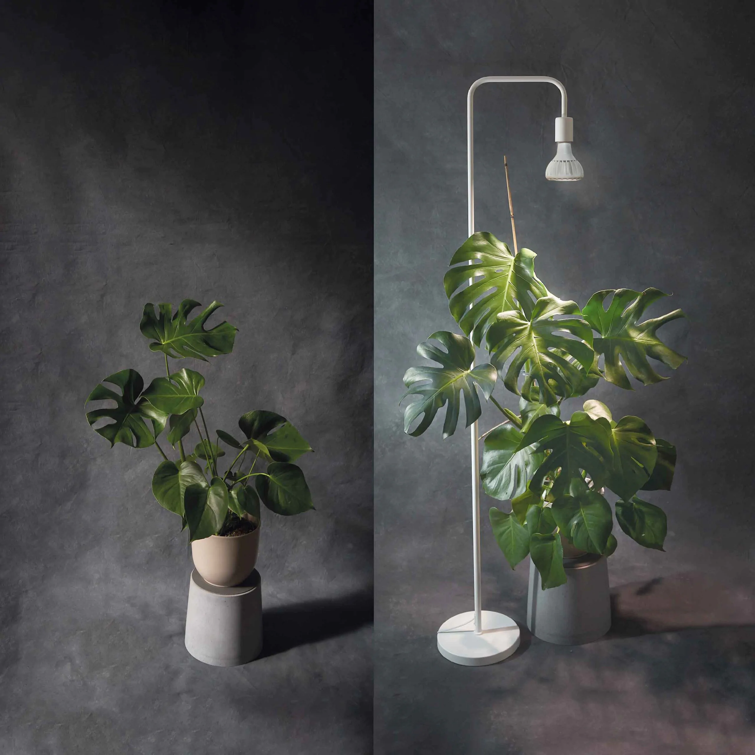 monstera grow light růstové světlo