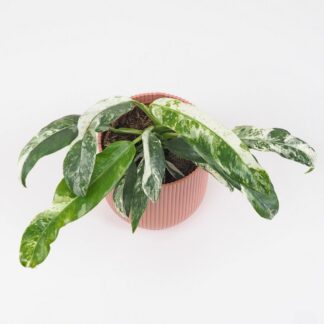 Rhaphidophora puberula variegata Rhaphidophora puberula variegata raritna panašovaná izbova rastlina
