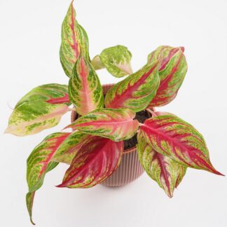 aglaonema siam violet barevna pokojovka