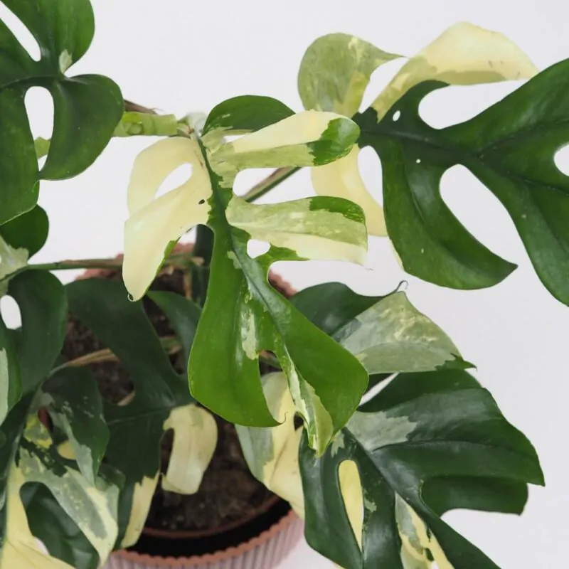 rhaphidophora tetrasperma variegata raritni pokojovky panasovane