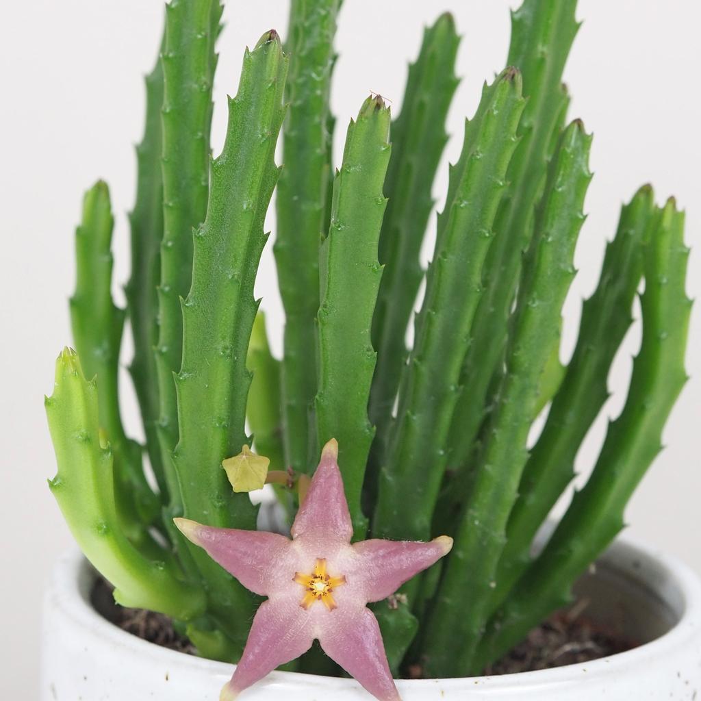 Stapelia divaricata stapelia diversata sukulent