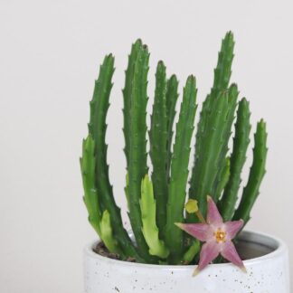 Stapelia divaricata stapelia diversata sukulent