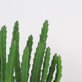 Stapelia divaricata stapelia diversata sukulent