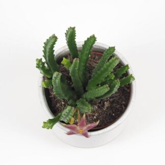 Stapelia divaricata stapelia diversata sukulent