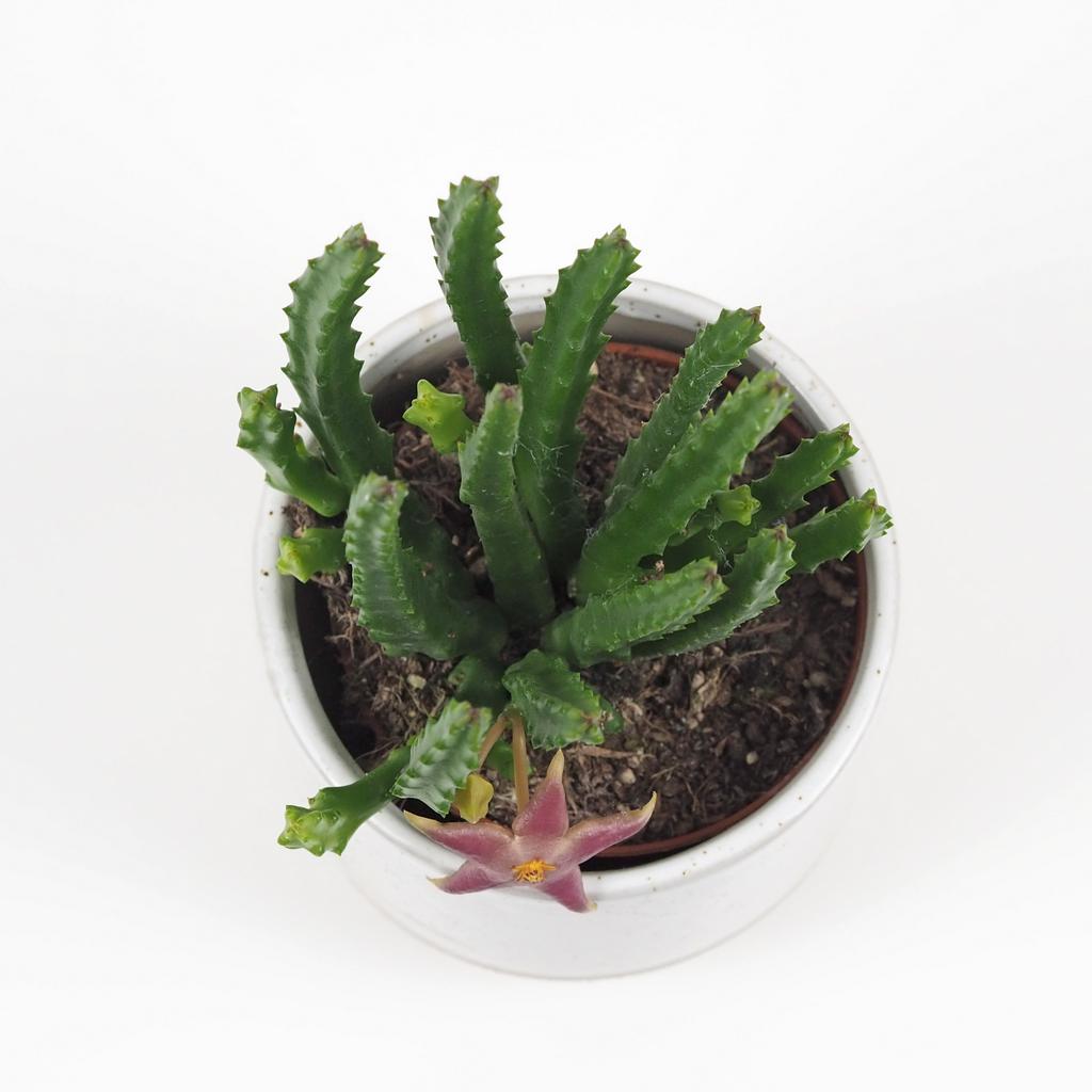 Stapelia divaricata stapelia diversata sukulent