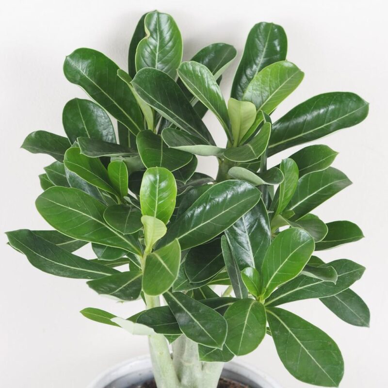 adenium obesum picotee