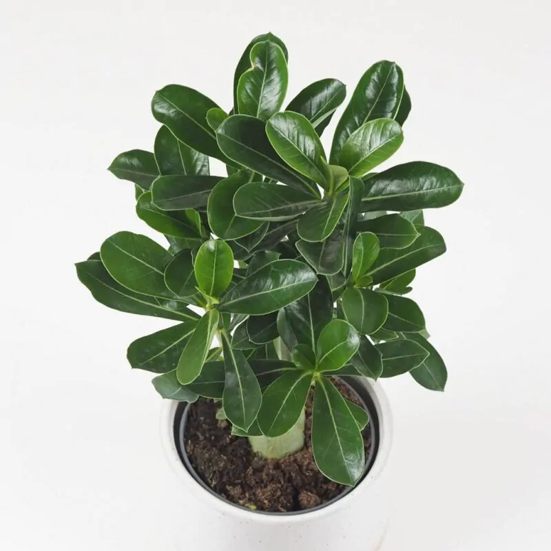adenium obesum picotee
