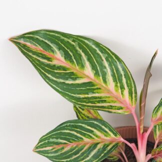 aglaonema dreamcatcher barevna pokojovka