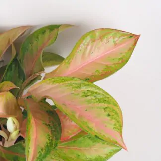 Aglaonema ‘Guave Pink’ maxi aglaonema guave pink barevna pokojovka pokojova rostlina