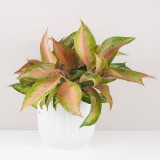 Aglaonema ‘Guave Pink’ maxi aglaonema guave pink barevna pokojovka pokojova rostlina