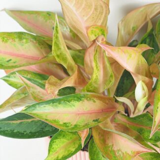 Aglaonema ‘Guave Pink’ maxi aglaonema guave pink barevna pokojovka pokojova rostlina