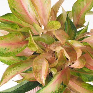 Aglaonema ‘Guave Pink’ maxi aglaonema guave pink barevna pokojovka pokojova rostlina
