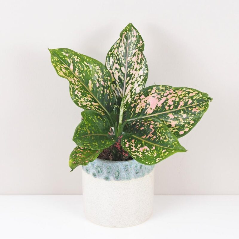 aglaonema pink leopard barevná růžová pokojová rostlina