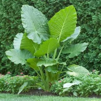 semena colocasia gigantea seminka pokojoych rastlin pokojovek