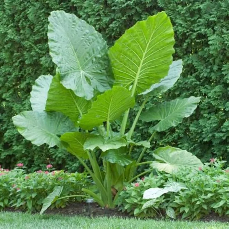 semena colocasia gigantea seminka pokojoych rastlin pokojovek