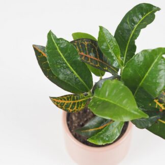 Krotónovec strakatý / Codiaeum variegatum ‘Petra’ krotonovec strakaty codiiaeum variegatum petra