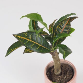 Krotónovec strakatý / Codiaeum variegatum ‘Petra’ krotonovec strakaty codiiaeum variegatum petra