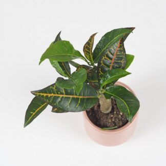 Krotónovec strakatý / Codiaeum variegatum ‘Petra’ krotonovec strakaty codiiaeum variegatum petra