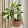 Monstera deliciosa ‘Thai constellation’ velká monstera delicios thai constellation 1 plantizia Plantizia.cz