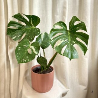 monstera delicios thai constellation 3 plantizia Plantizia.cz