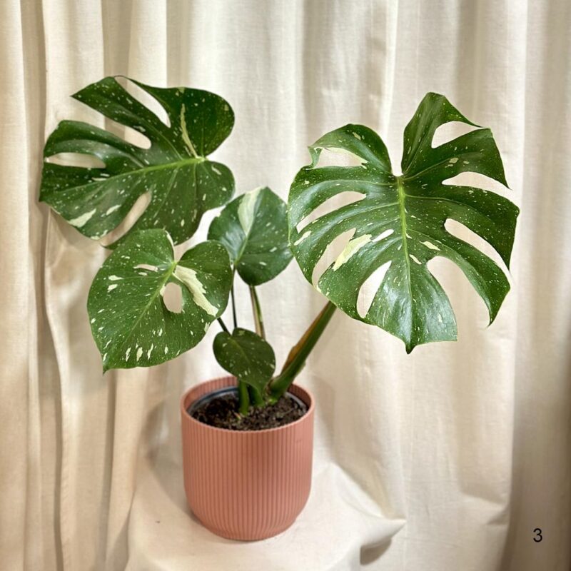 Monstera deliciosa ‘Thai constellation’ velká - Image 3