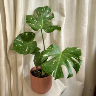 monstera delicios thai constellation 4 plantizia Plantizia.cz