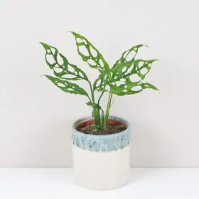 Monstera obliqua