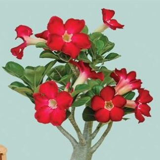 seminka adenium obesum deep red cervene semena pokojovych rostlin pokojovek