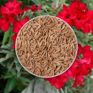 seminka adenium obesum deep red cervene semena pokojovych rostlin pokojovek