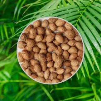 seminka areca dypsis lutescens palma semena pokojovych rostlin pokojovek