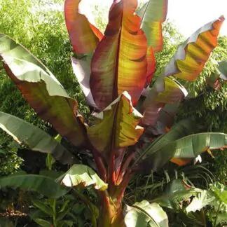 seminka bananovnik musa tropicana semena pokojovych rostlin pokojovek
