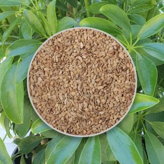 seminka schefflera arboricola semena pokojovych rostlin pokojovek