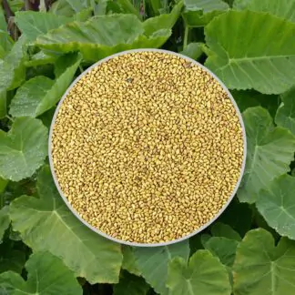 semena colocasia gigantea seminka pokojoych rastlin pokojovek