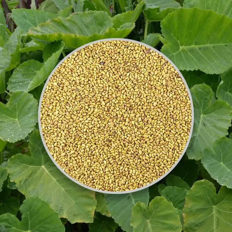 semena colocasia gigantea seminka pokojoych rastlin pokojovek