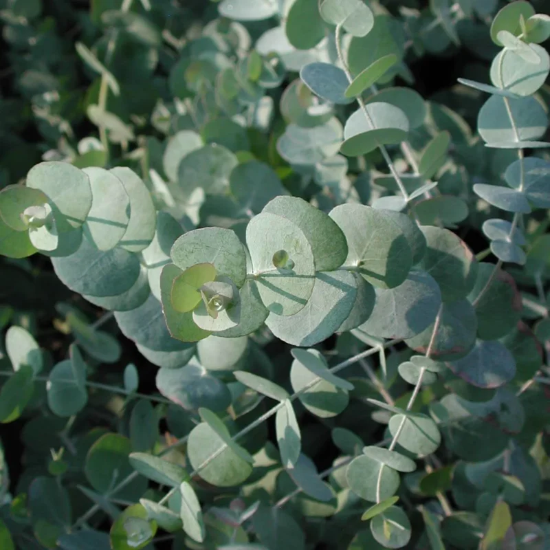 seminka Eucalyptus cinerea semena pokojovych rostlin pokojovky