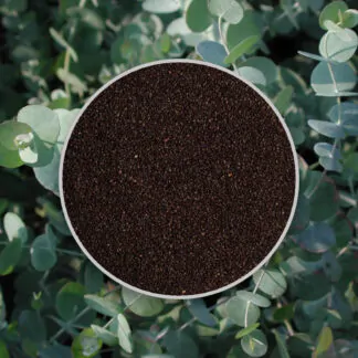 seminka Eucalyptus cinerea semena pokojovych rostlin pokojovky