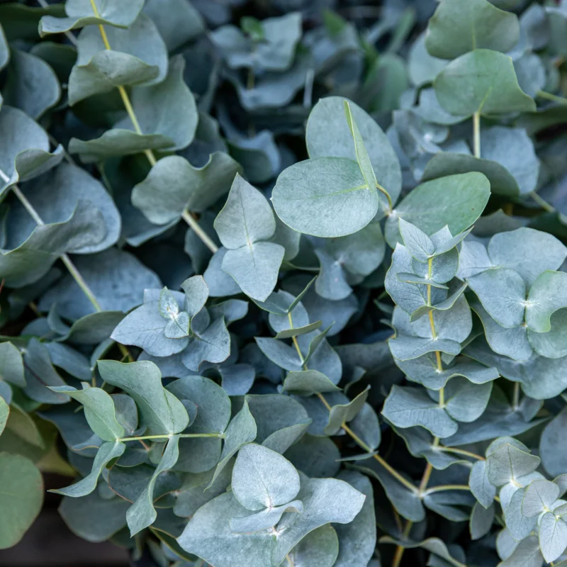 seminka Eucalyptus pulverulenta Baby Blue semena pokojovych rostlin pokojovky