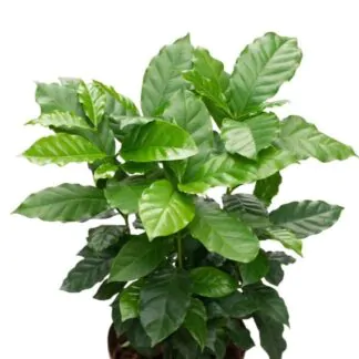 seminka kavovnik coffea arabica semena pokojovych rostlin pokojovek