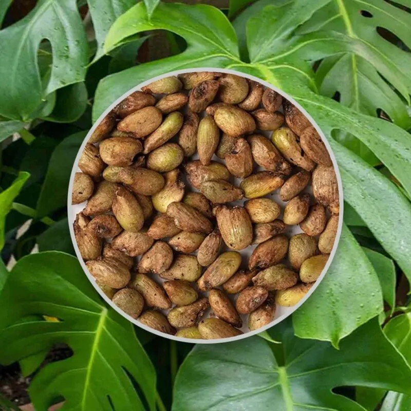seminka monstera deliciosa semena pokojovych rostlin pokojovek