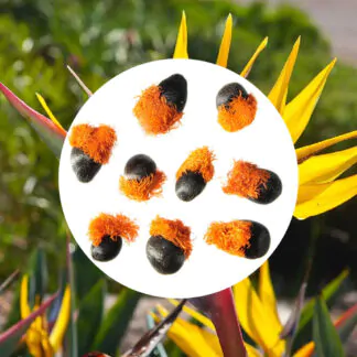 seminka strelitzia mandelas gold semena pokojovych rostlin pokojovek