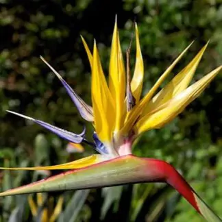 seminka strelitzia mandelas gold semena pokojovych rostlin pokojovek kvet zluty