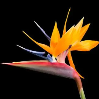 seminka strelitzia regínae semena pokojovych rostlin pokojovek oranzovy kvet