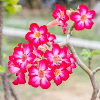 seminka adenium obesum Basic Pink ruzova poustni ruze ze semen pokojovky