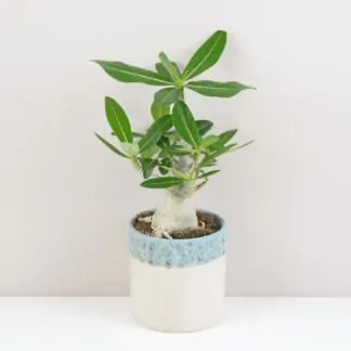 adenium obesum poustni ruze sukulent
