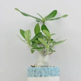 adenium obesum poustni ruze sukulent