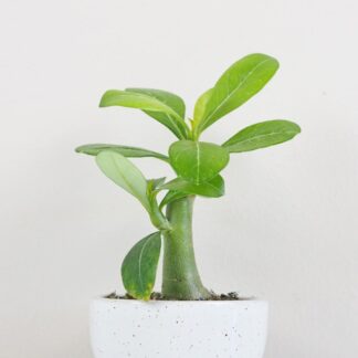 Adenium obesum / Pouštní růže mini adenium obesum poustni ruze sukulent